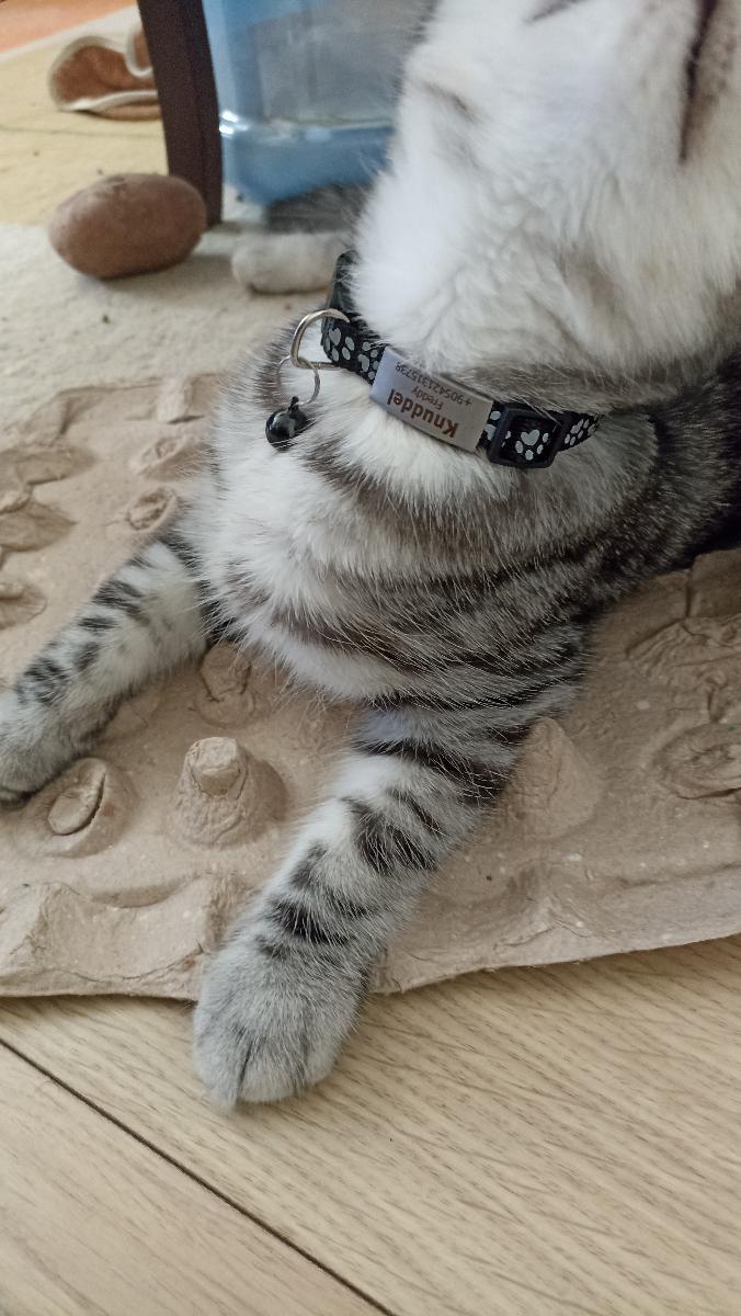 Purrfetti Reflective Safety Cat Collar
