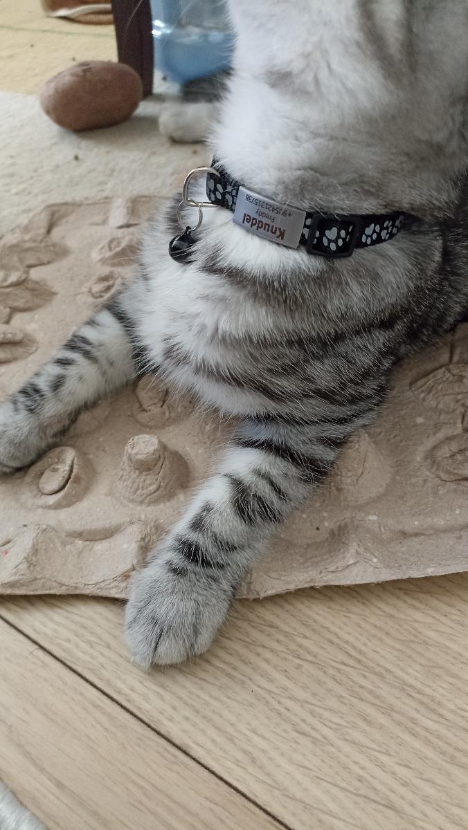 Purrfetti Reflective Safety Cat Collar