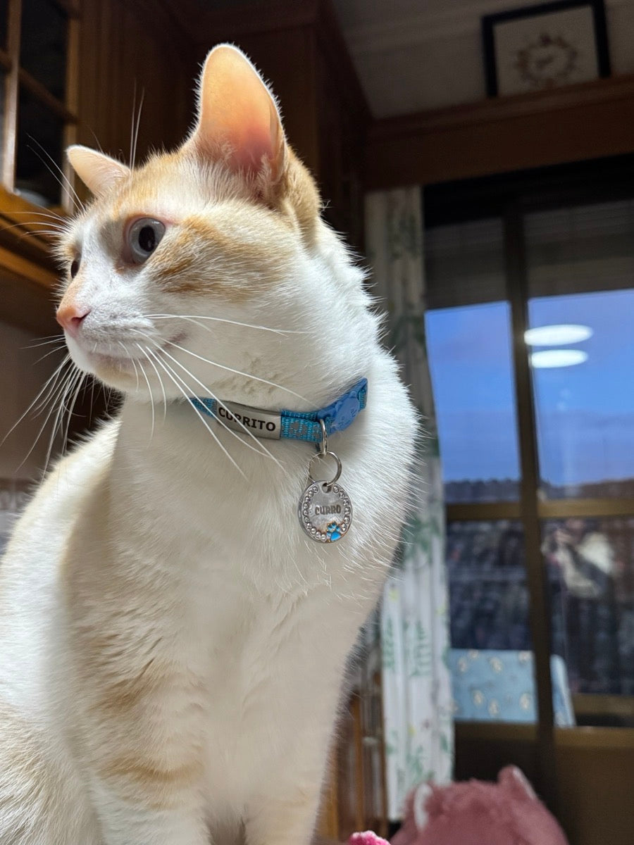 Purrfetti Reflective Safety Cat Collar