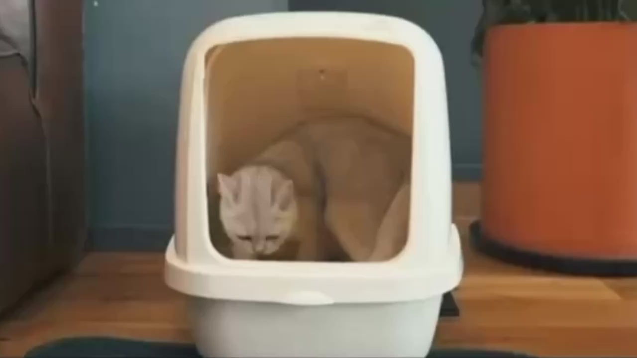 Purrfetti Honeycomb Cat Litter Mat