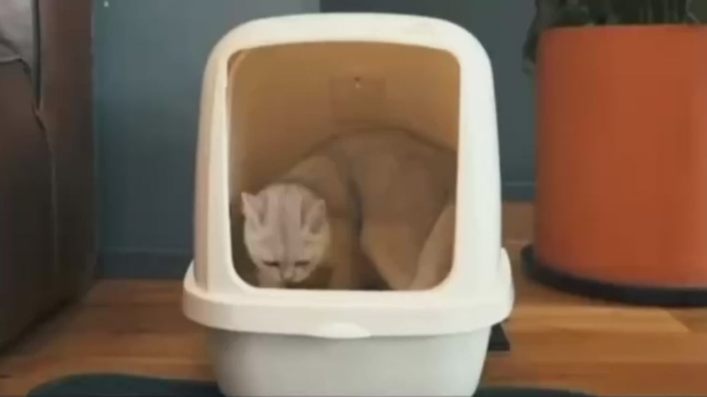 Purrfetti Honeycomb Cat Litter Mat