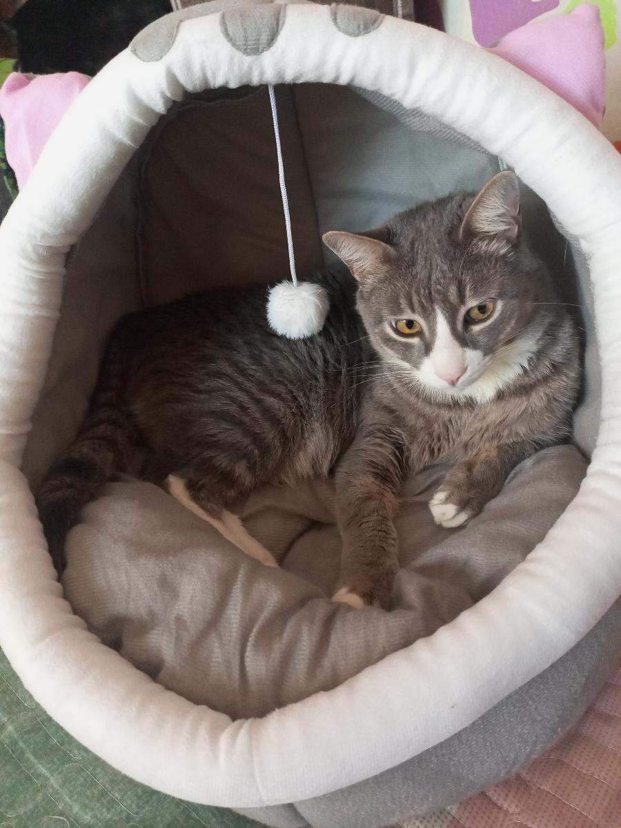 Purrfetti Cozy Cave Cat Bed